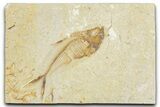 Bargain, Fossil Fish (Diplomystus) - Wyoming #348042-1